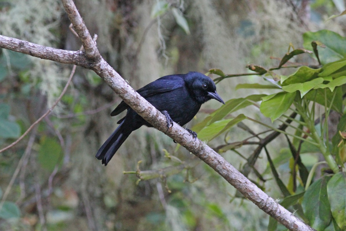 Jamaican Blackbird - ML51196591