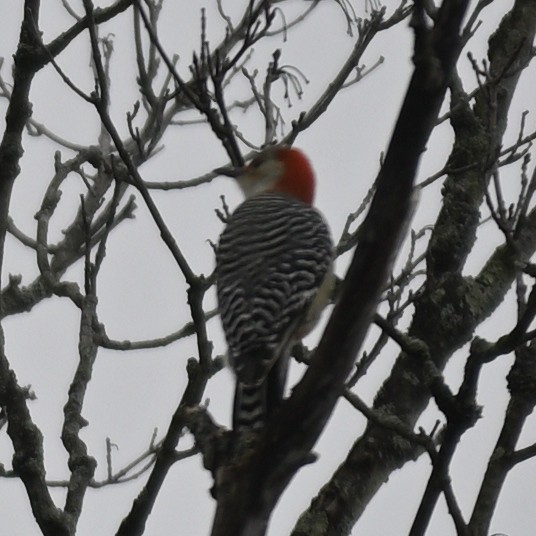 Red-bellied Woodpecker - ML511968761