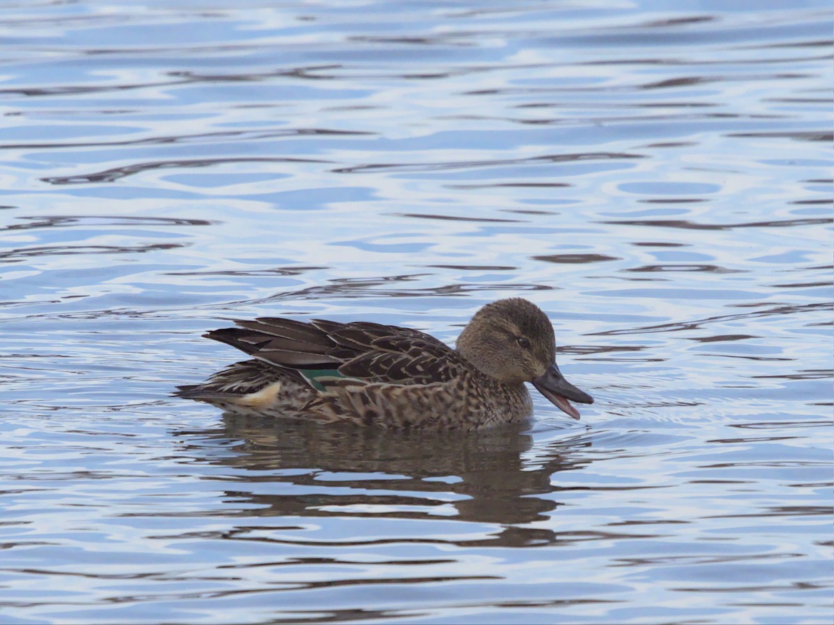 Green-winged Teal - ML511974691
