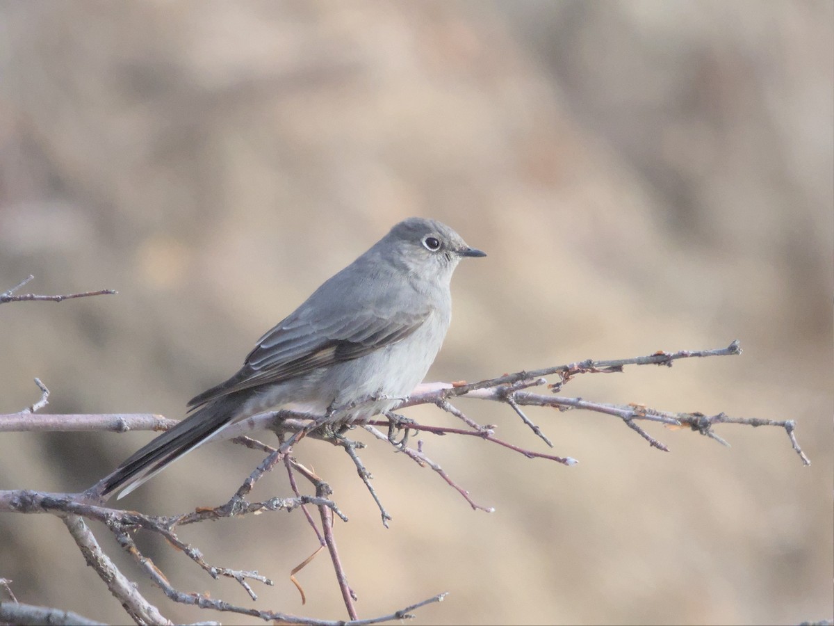 Townsend's Solitaire - ML511975321