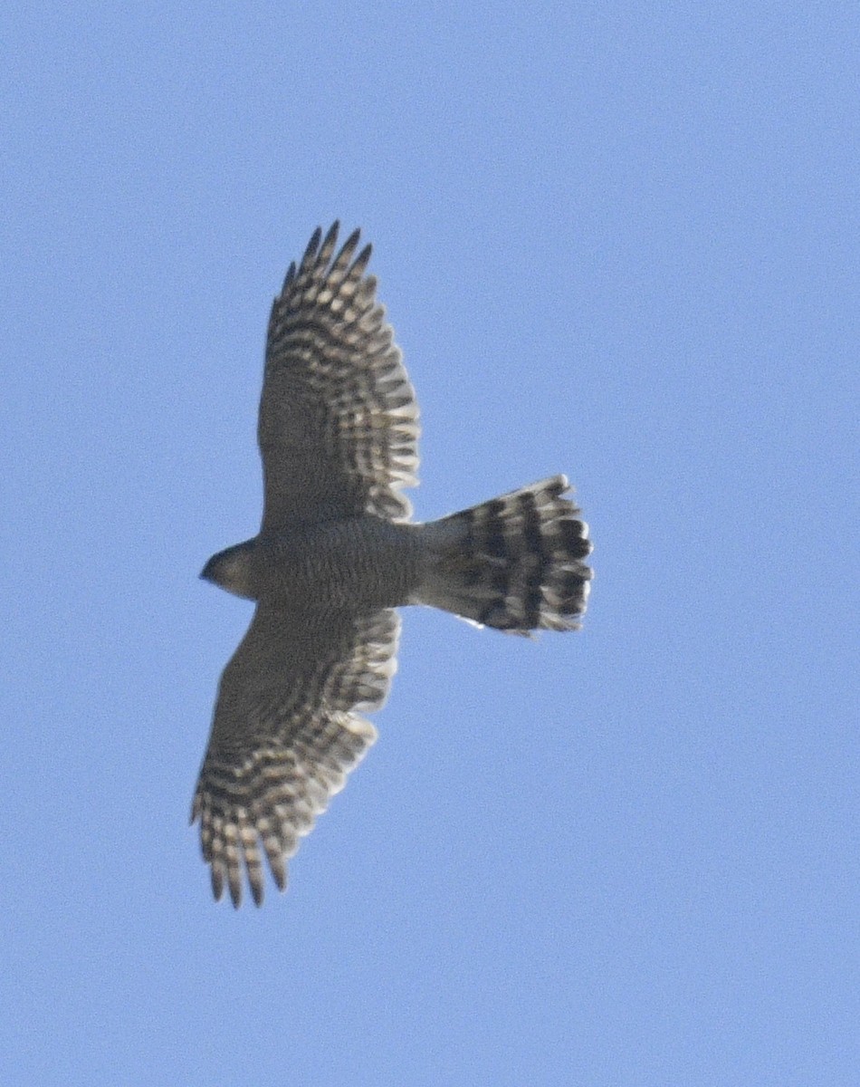 Eurasian Sparrowhawk - ML511978331