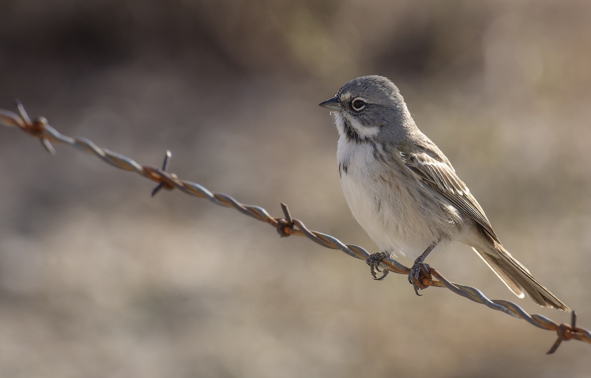 Bell's Sparrow (canescens) - ML511985881