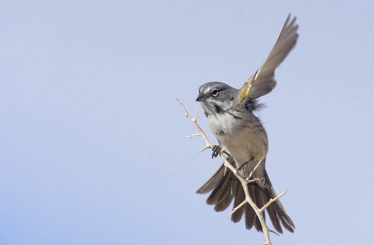 Bell's Sparrow (canescens) - ML511985901