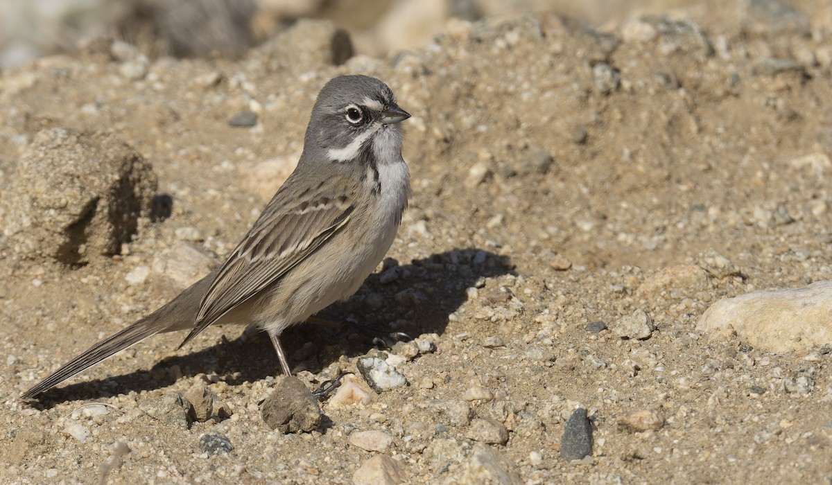 Bell's Sparrow (canescens) - ML511985941