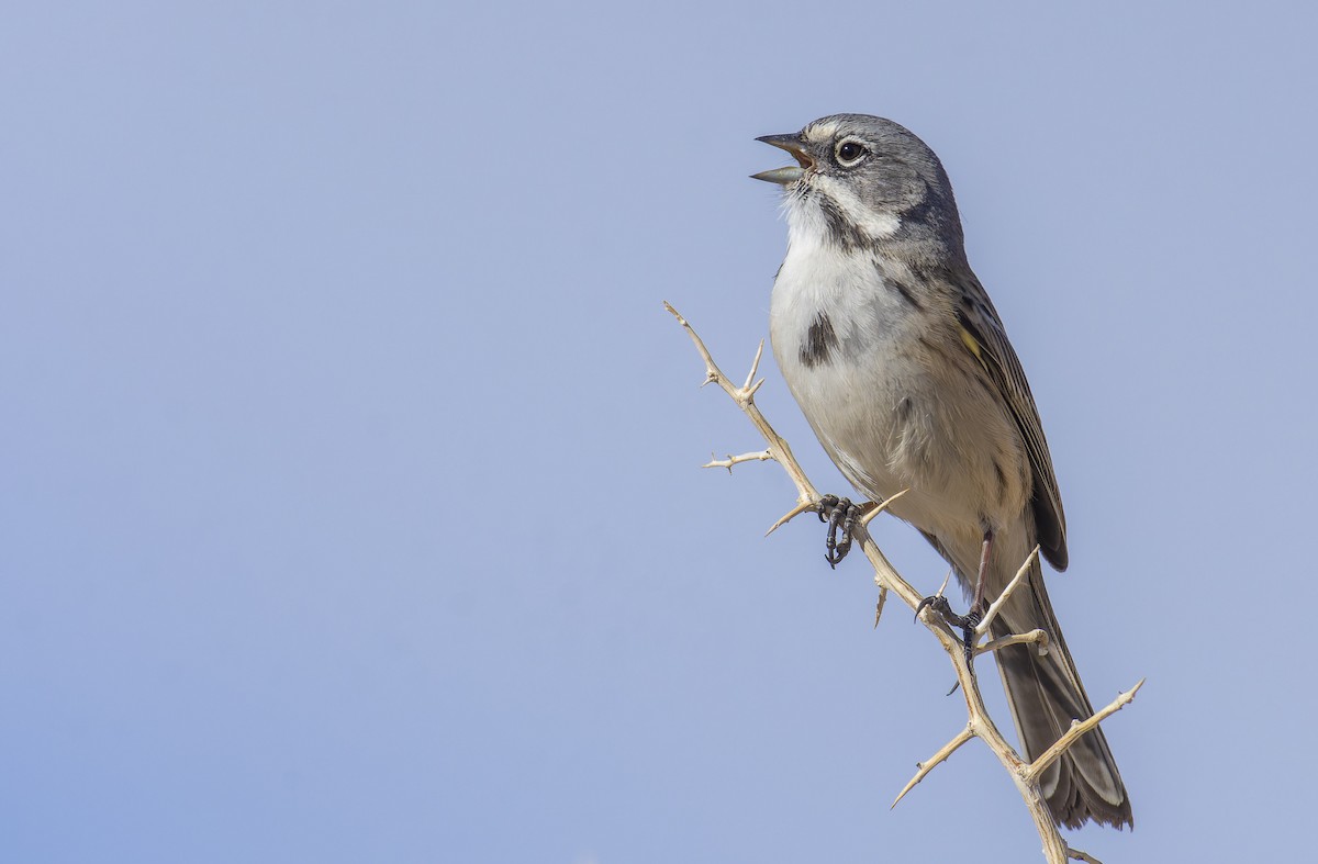 Bell's Sparrow (canescens) - ML511986261