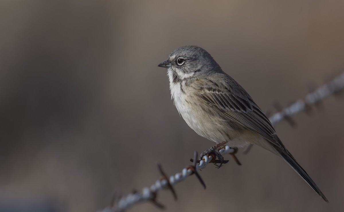 Bell's Sparrow (canescens) - ML511986271