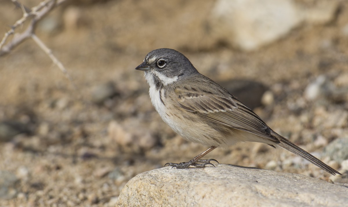 Bell's Sparrow (canescens) - ML511986291