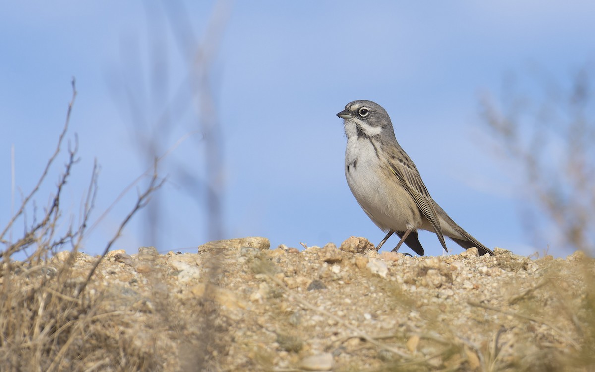 Bell's Sparrow (canescens) - ML511986881