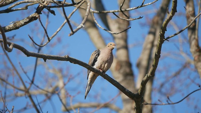 Mourning Dove - ML511987041