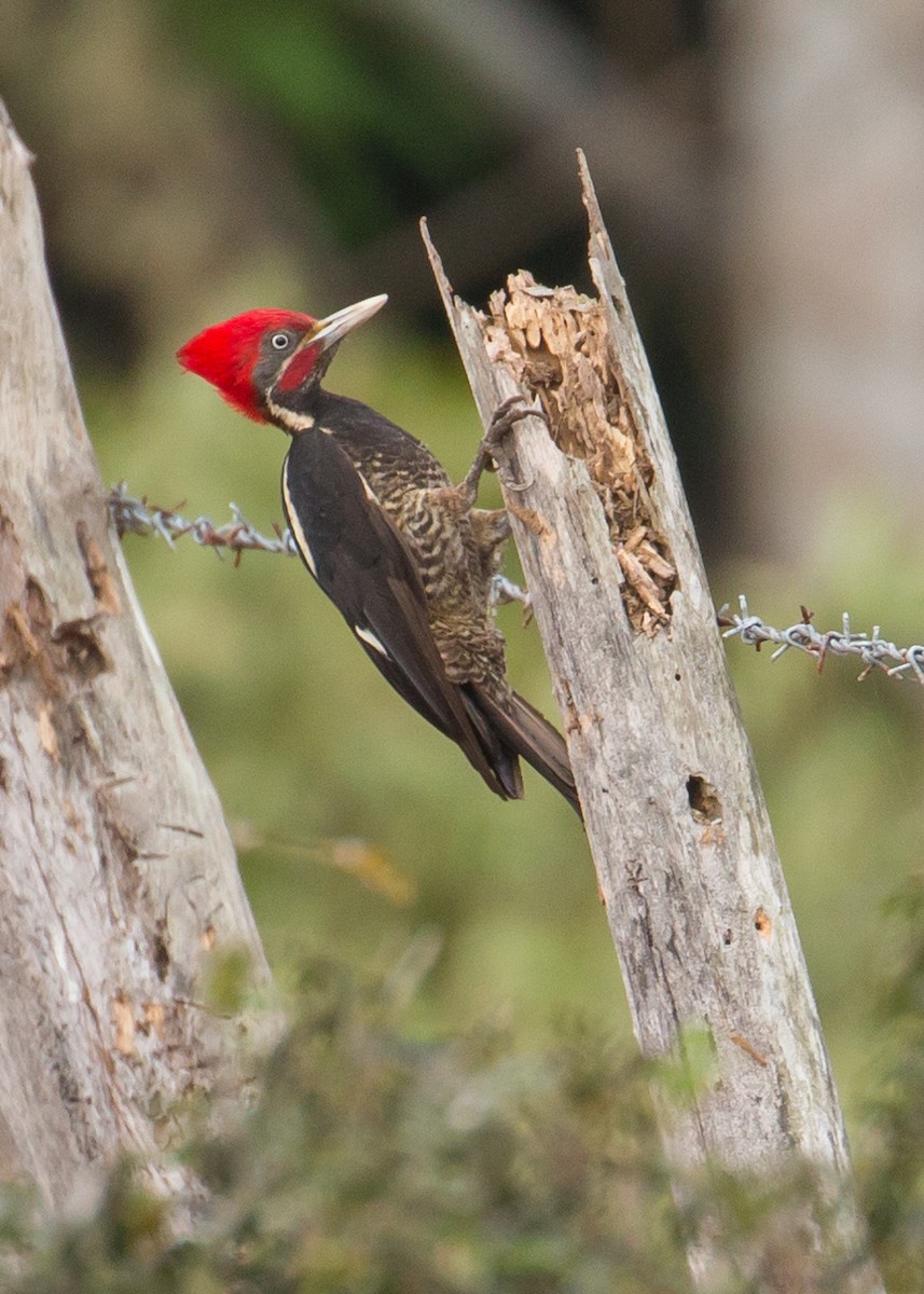 Lineated Woodpecker - Patrick Van Thull