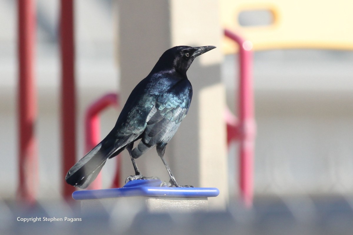 Boat-tailed Grackle - ML511990231