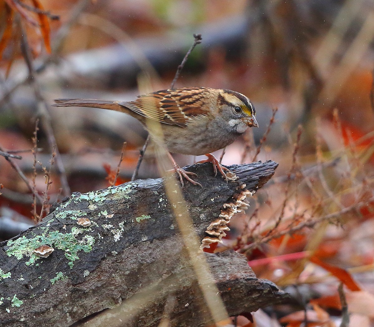 White-throated Sparrow - ML511992531