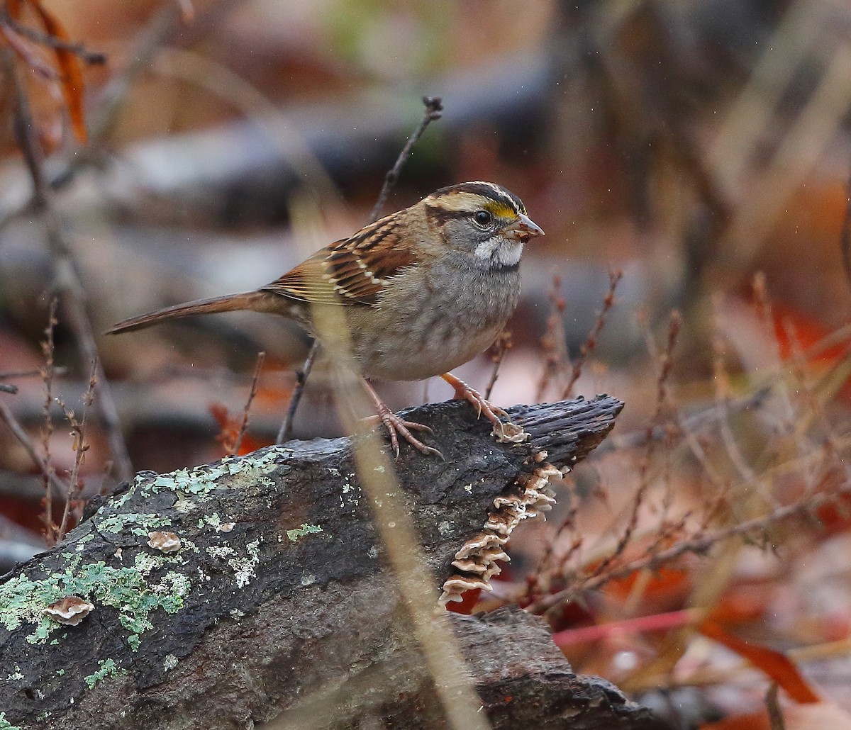 White-throated Sparrow - ML511992541