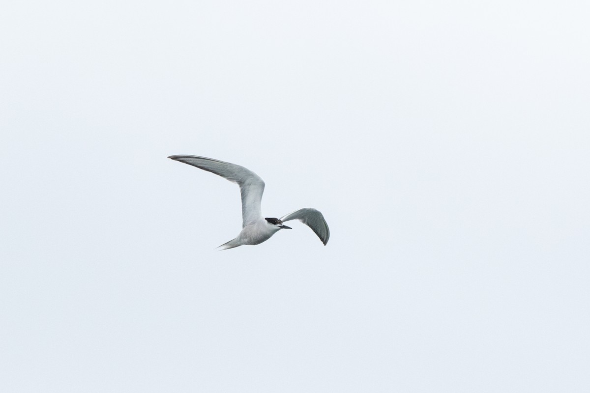 Common Tern - ML511994401