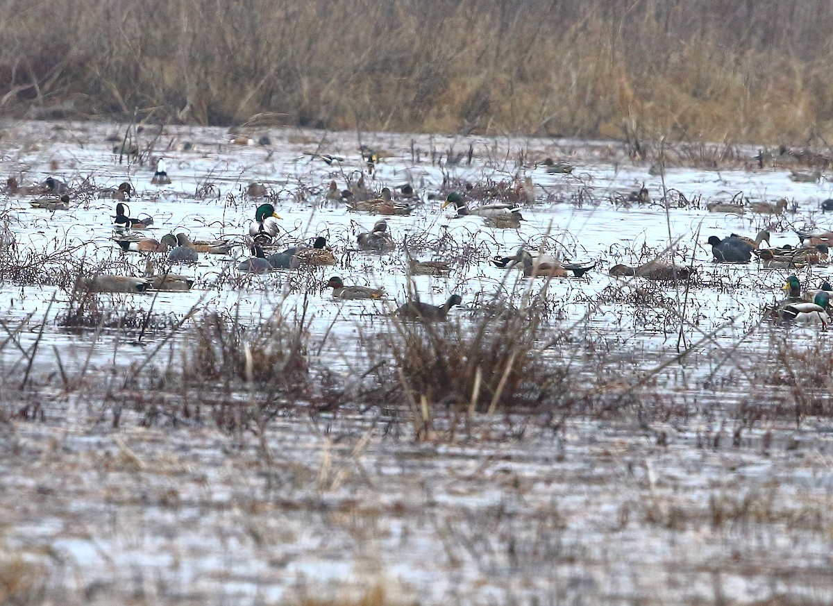 Green-winged Teal - ML511996171