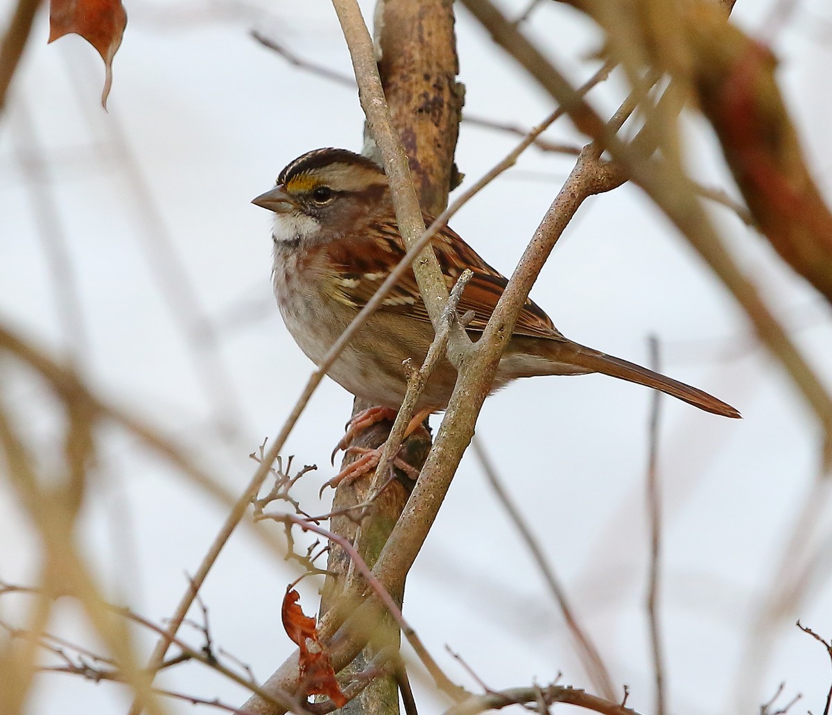 White-throated Sparrow - ML511996761