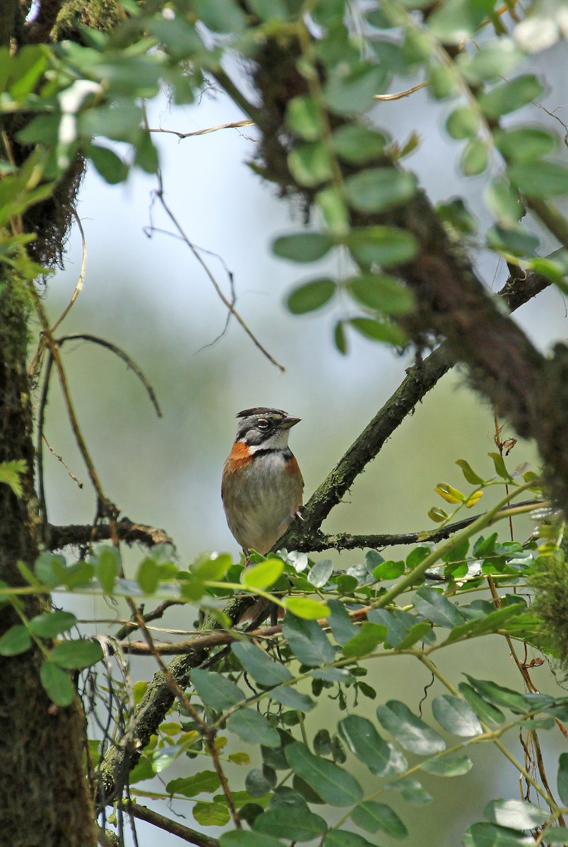 Rufous-collared Sparrow - ML511998871