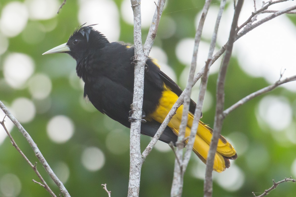 Yellow-winged Cacique - ML51199941