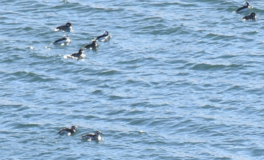 Long-tailed Duck - ML512001711