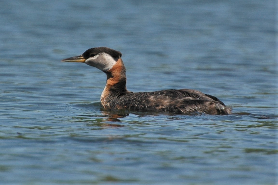 Red-necked Grebe - ML51200351