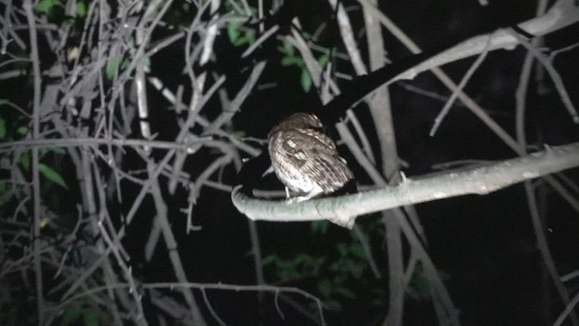 Montane Forest Screech-Owl - ML512007171