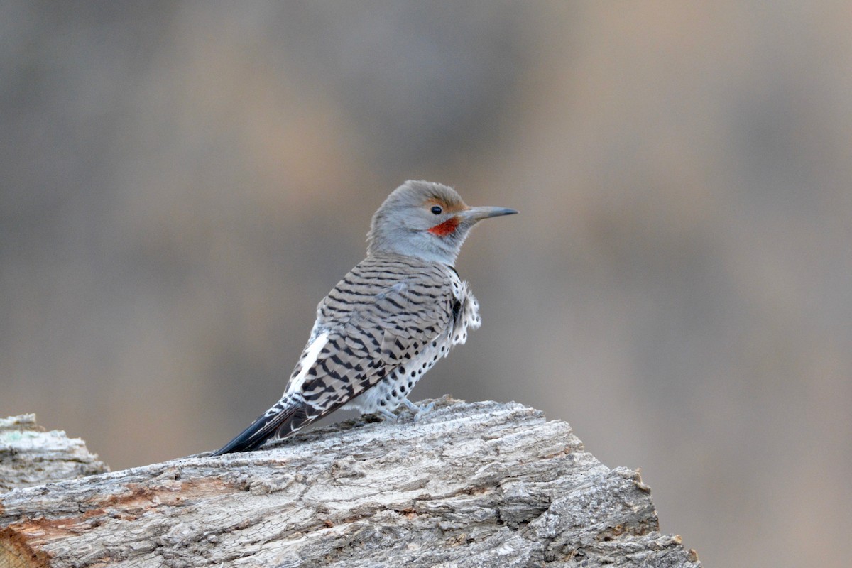 Northern Flicker (Red-shafted) - David Wade