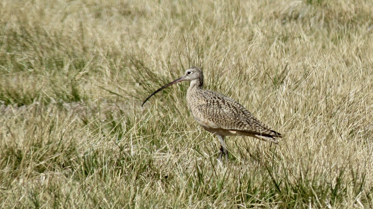 Long-billed Curlew - ML51200991