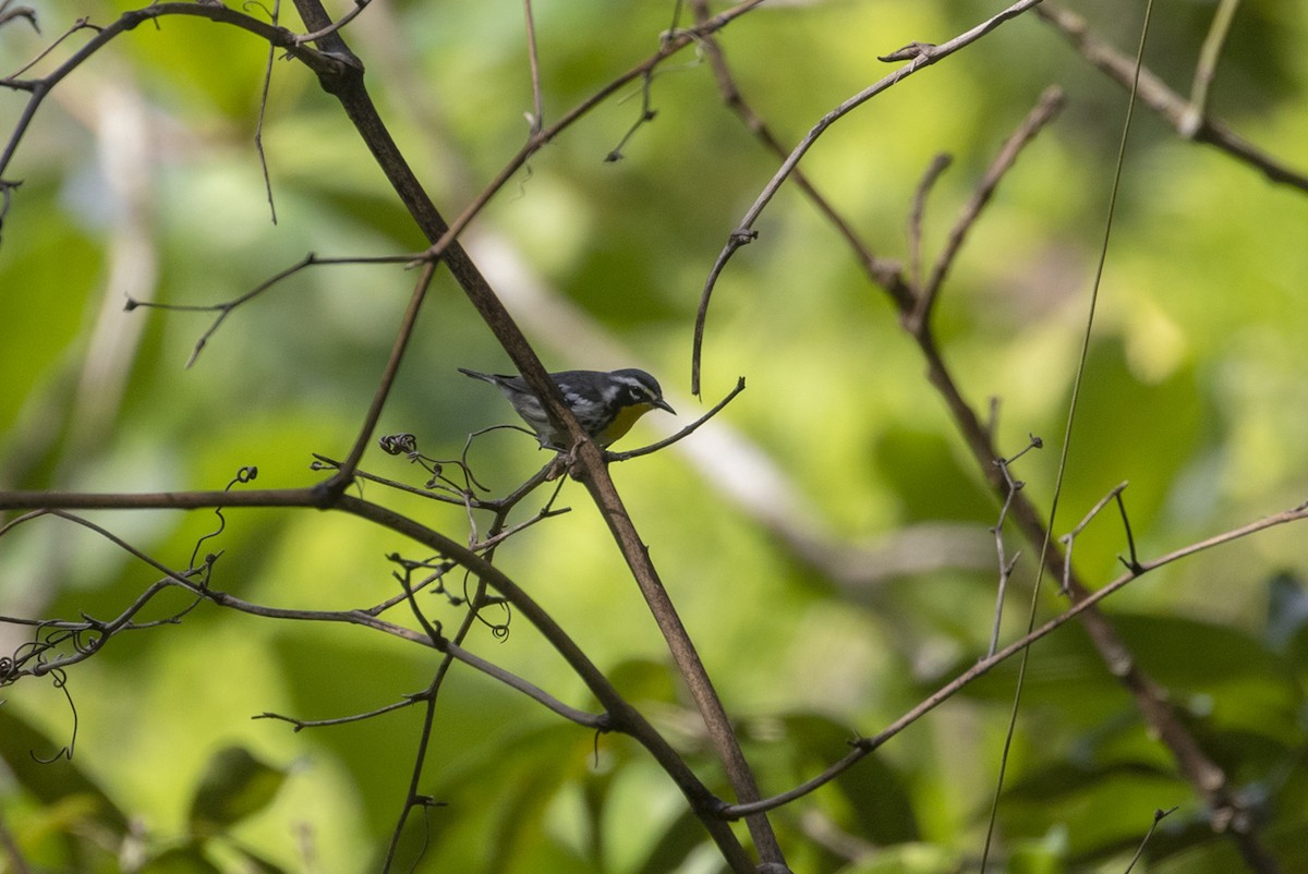 Yellow-throated Warbler (albilora) - ML512011411
