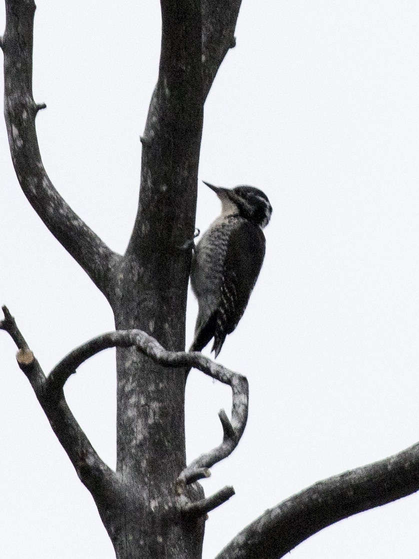 American Three-toed Woodpecker - ML51201421