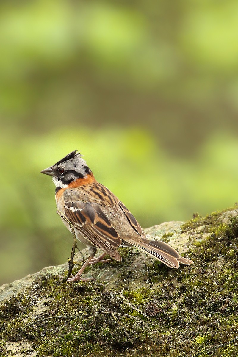 Rufous-collared Sparrow - ML512016791