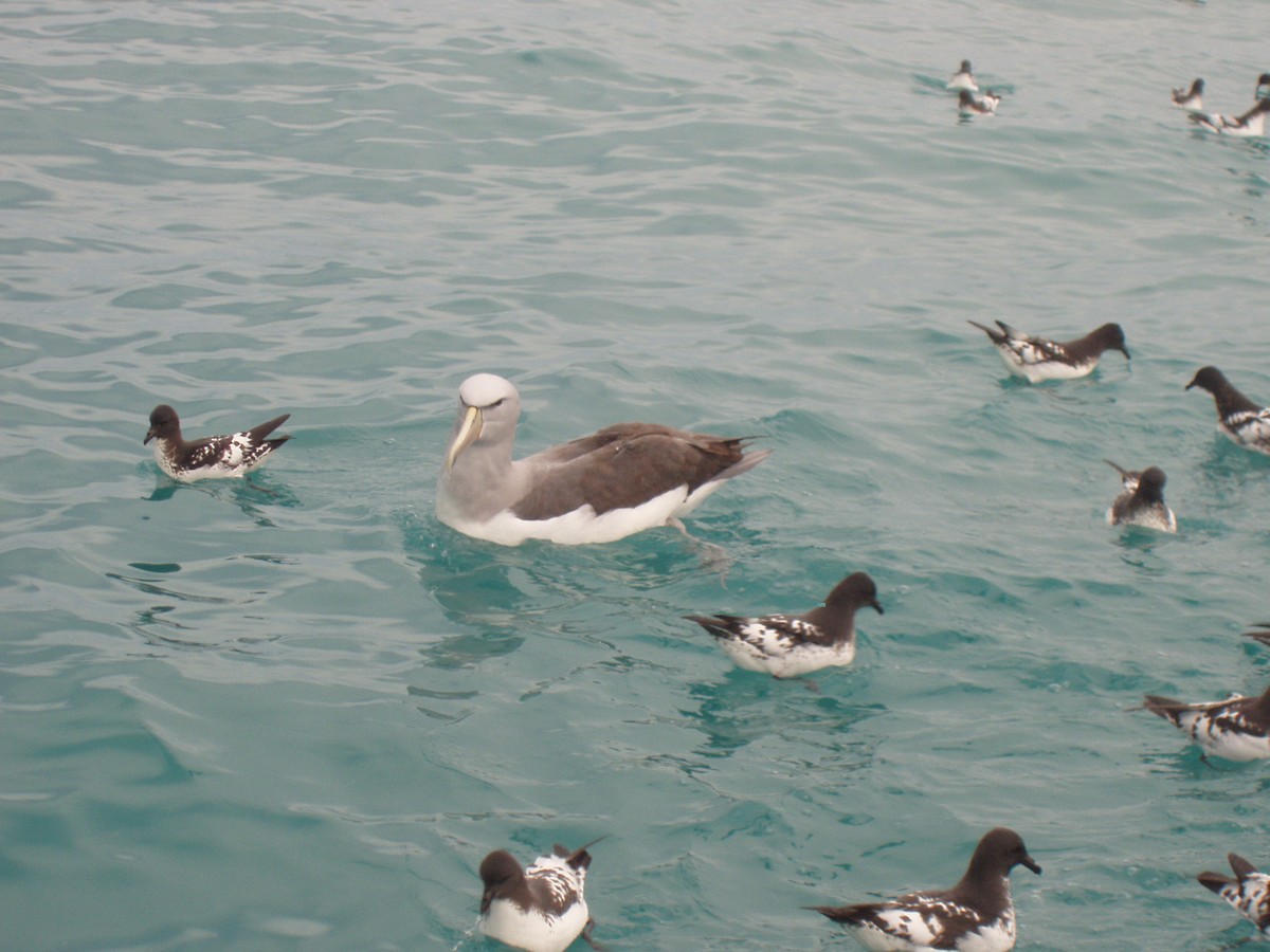 Salvin's Albatross - Stuart Nicholson