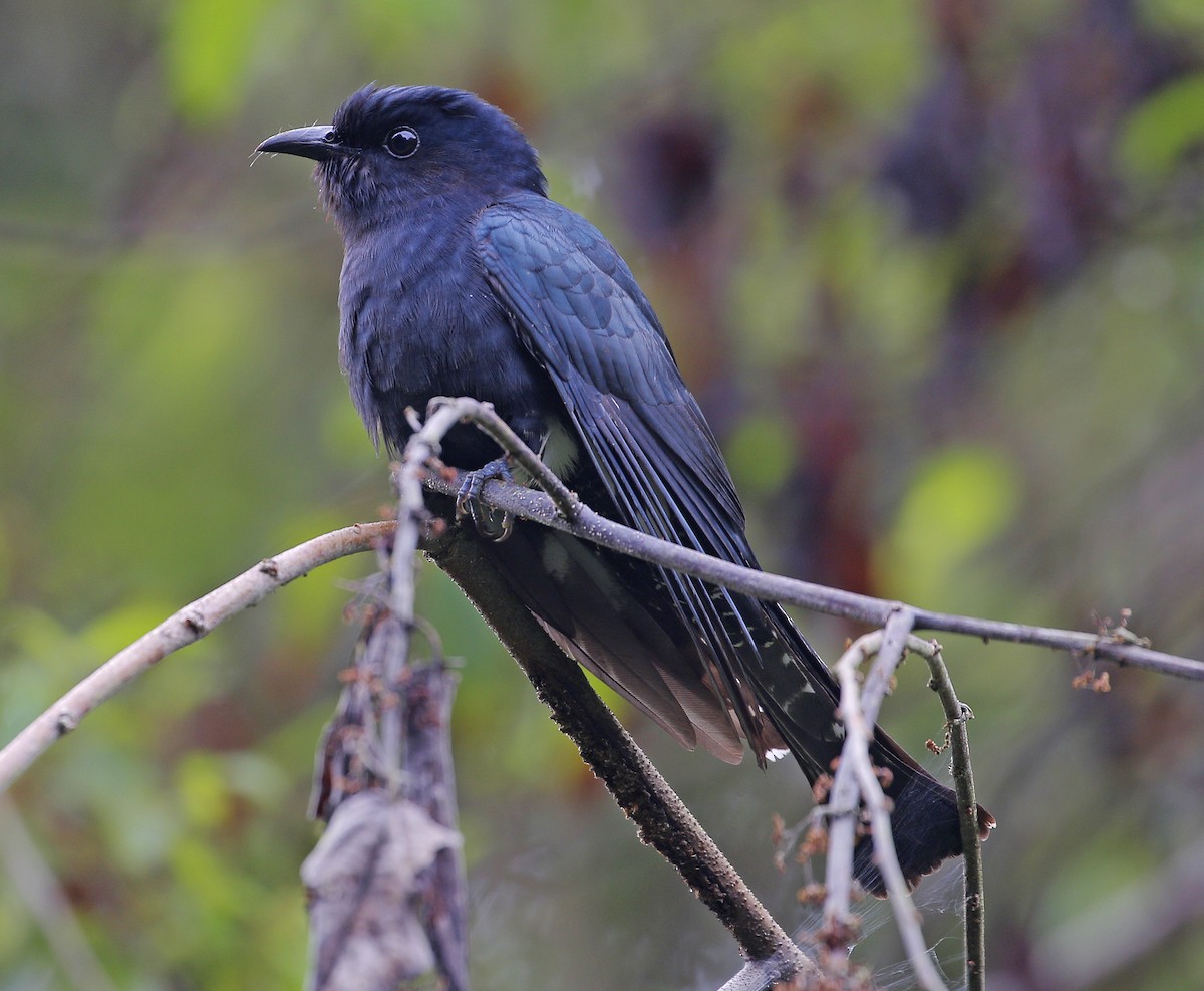 Square-tailed Drongo-Cuckoo - Neoh Hor Kee