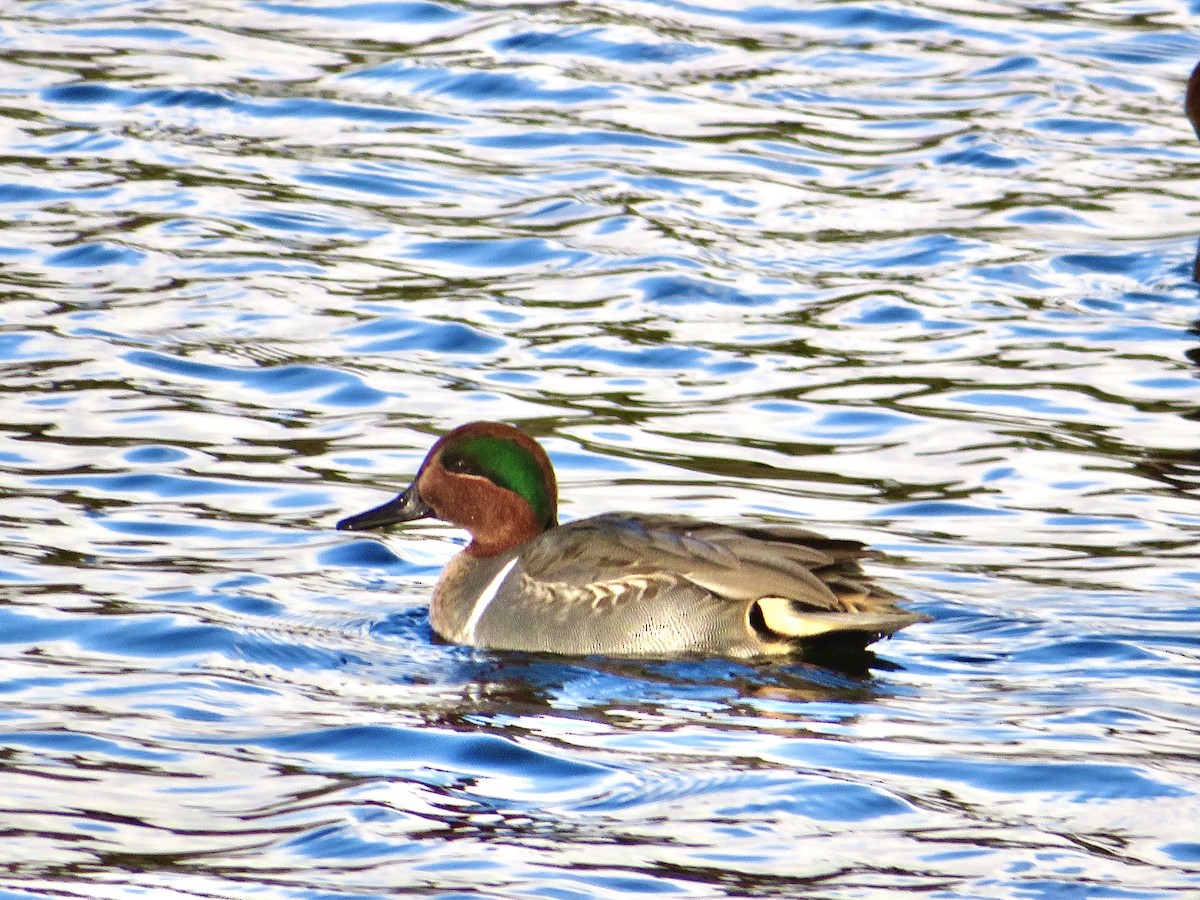 Green-winged Teal - ML512030421