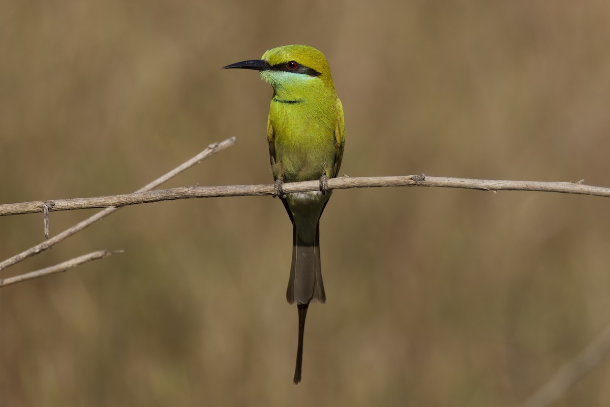 Asian Green Bee-eater - Ted Burkett