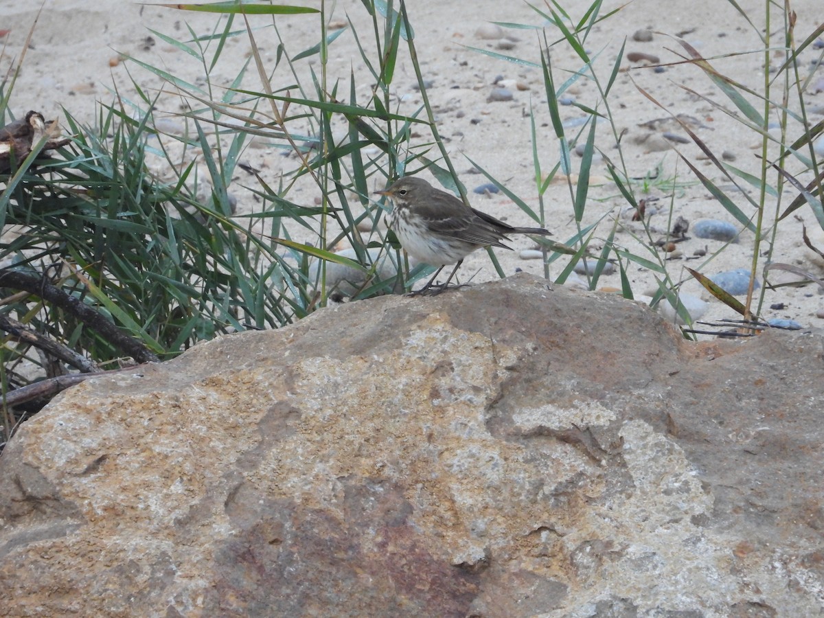 Water Pipit - ML512037401