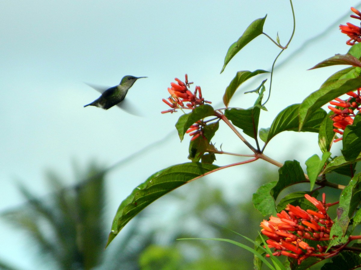 Vervain Hummingbird - Louis Imbeau