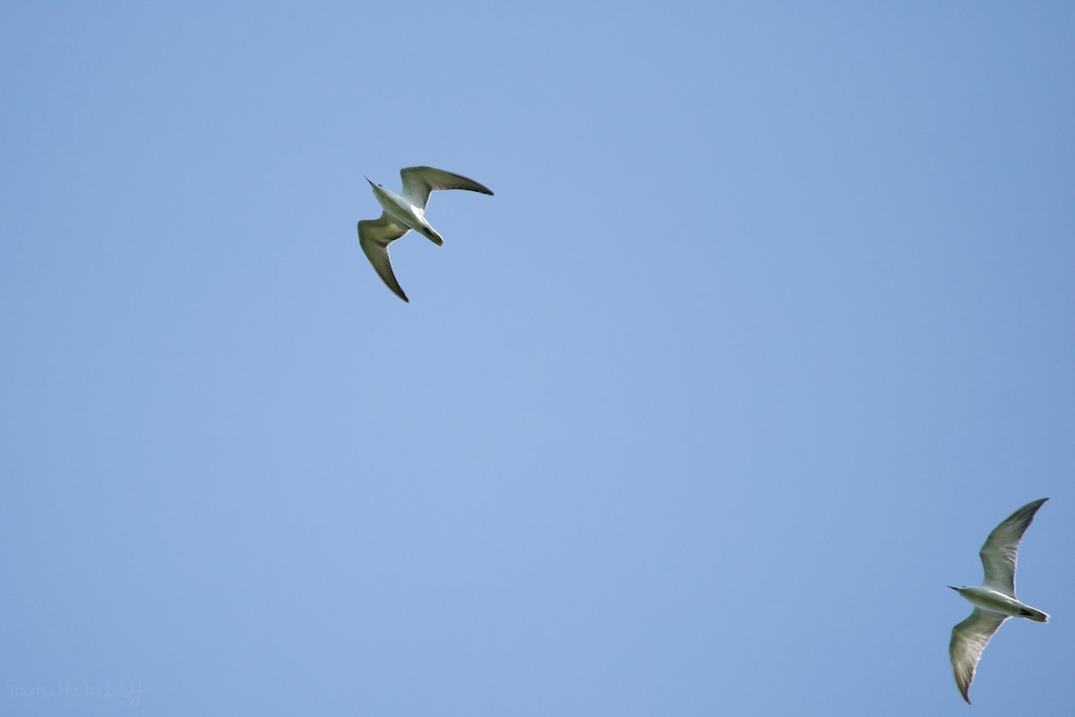 White-winged Tern - Sam Hambly