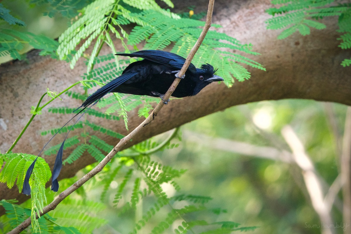 Greater Racket-tailed Drongo - ML512044691
