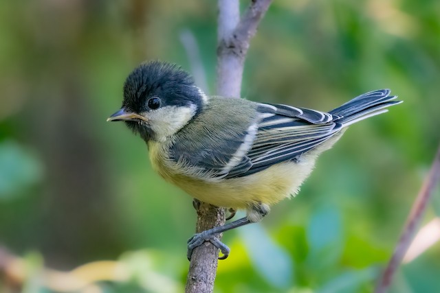 Juvenile Great Tit (subspecies <em class="SciName notranslate">major</em>), probable Male. - Great Tit - 