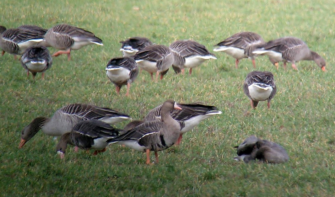 Greater White-fronted Goose - ML512048361