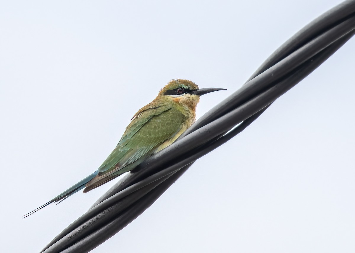 Blue-tailed Bee-eater - ML512049061