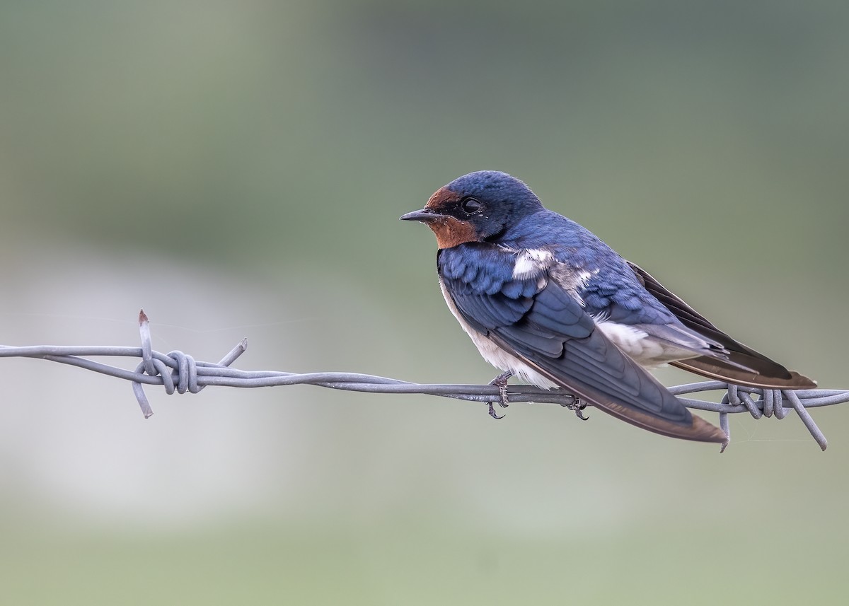 Pacific Swallow - ML512049141