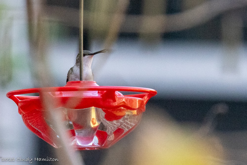 eBird Checklist 10 Dec 2022 Laurel Cove Drive, Virginia Beach, VA