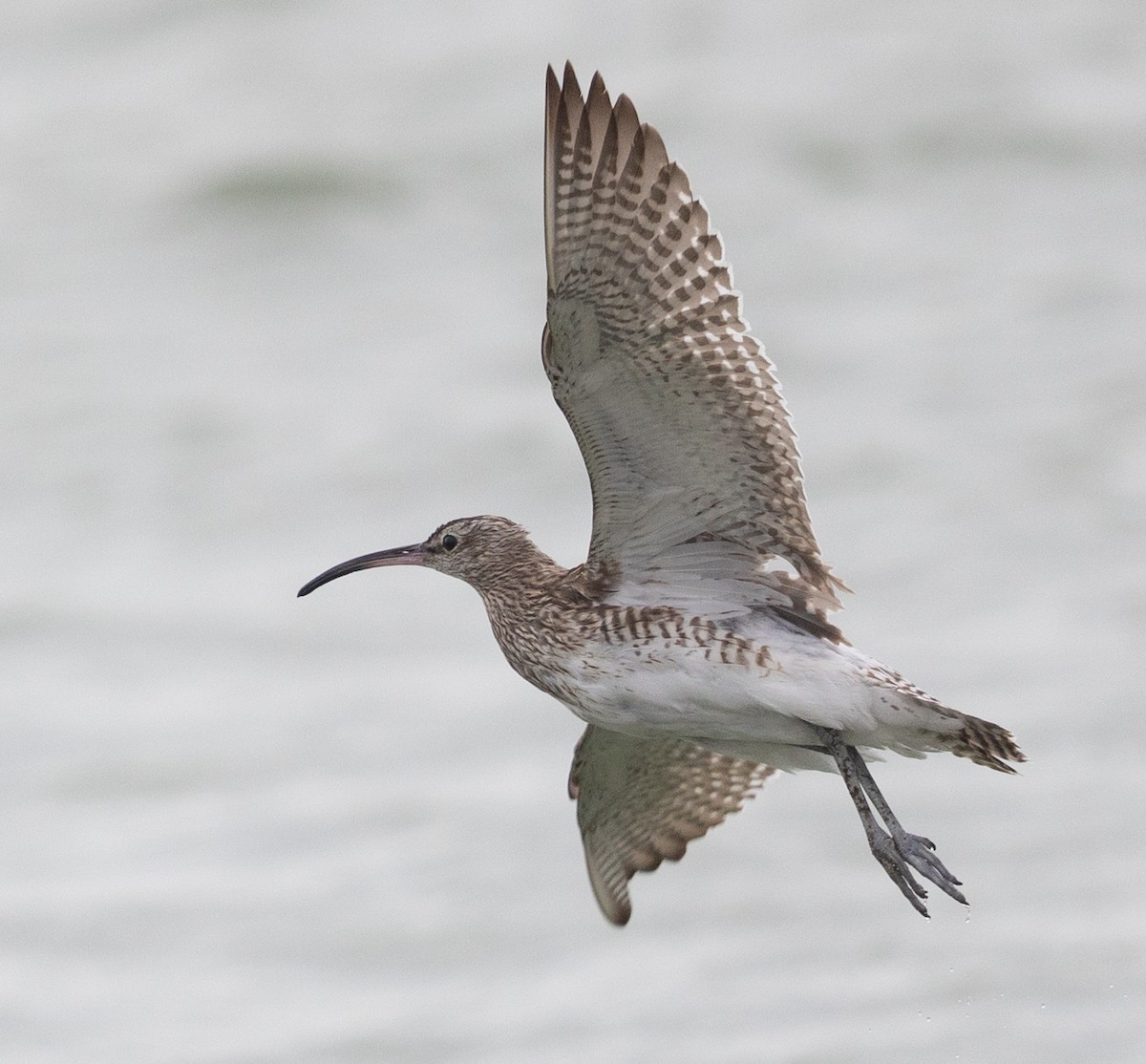 Whimbrel (Steppe) - ML512052781