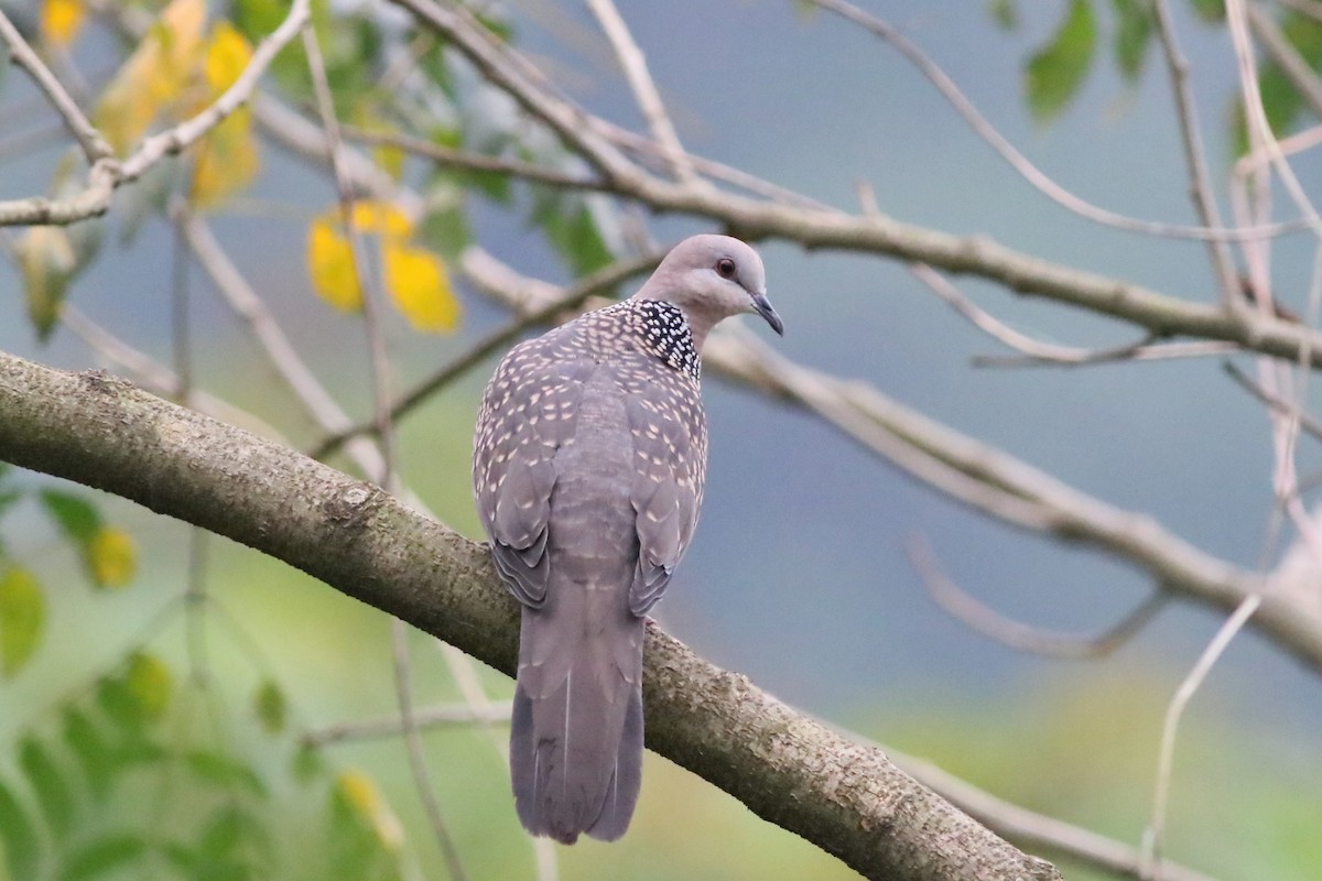 Spotted Dove (Western) - ML512053441