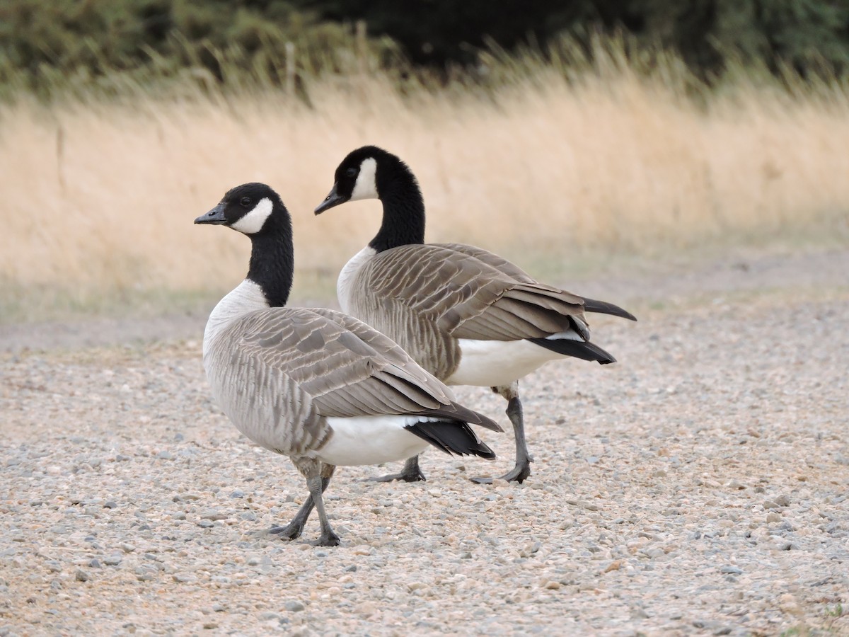 Cackling Goose (Taverner's) - ML51205411