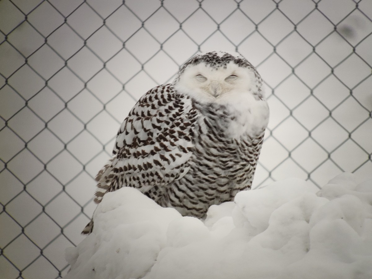 Snowy Owl - ML512054481