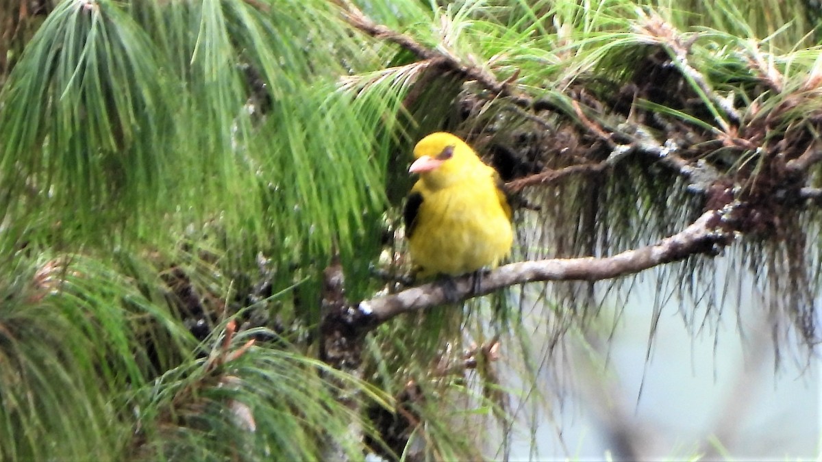 Indian Golden Oriole - ML512058741