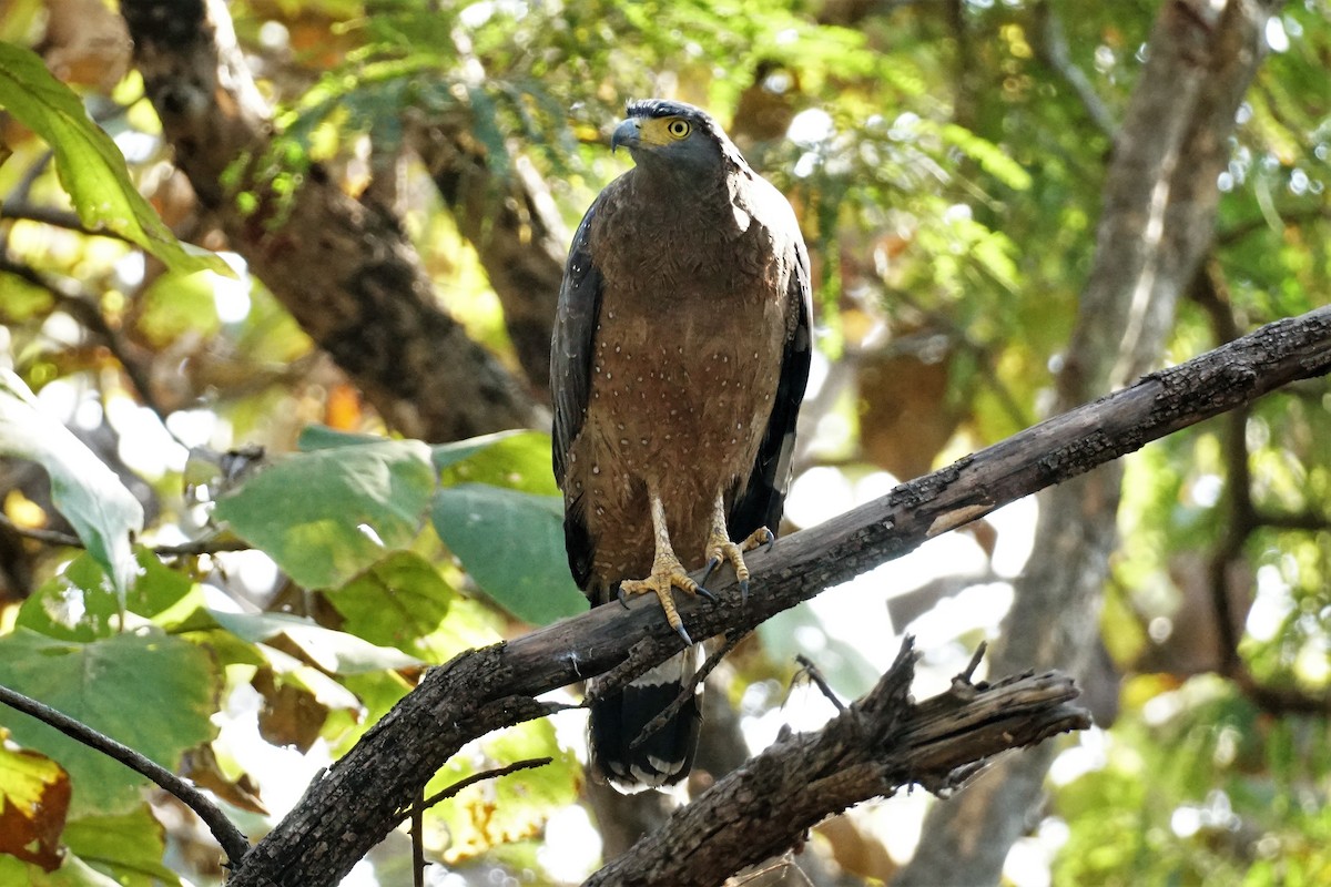 Crested Serpent-Eagle - ML512059881