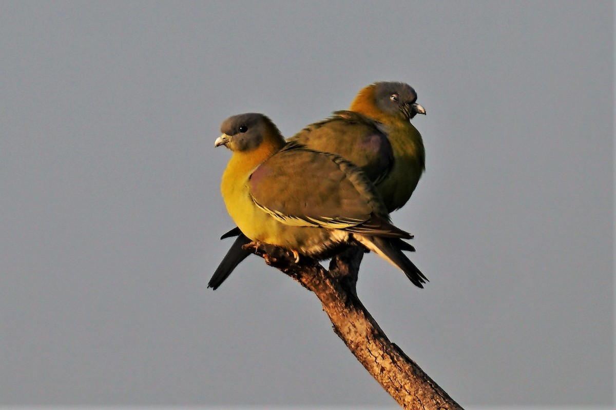 Yellow-footed Green-Pigeon - ML512059961